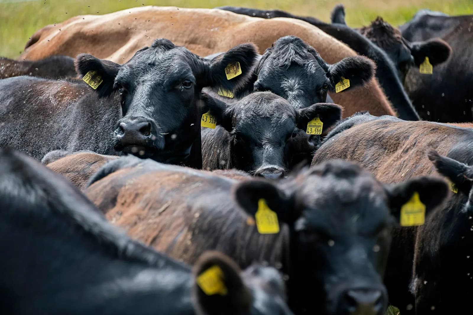 Black cattle wearing yellow ear tags